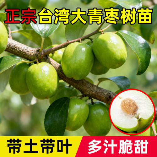 大青枣树果苗正宗台湾嫁接大青枣树苗蜜丝枣树苗南方种植盆栽地栽 - 图0