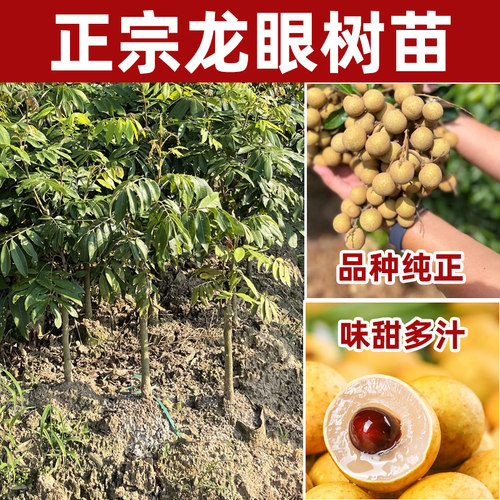 龙眼树苗嫁接盆栽水果树苗储良桂圆石硖南方四季种植特大号地栽苗 - 图1