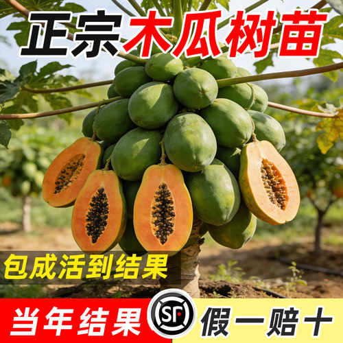 四季木瓜果树果苗冰糖红心水果木瓜特大苗果树庭院南北方种植盆栽 - 图0