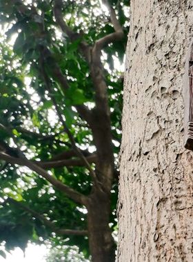 花园侏儒小矮人攀爬绳树脂工艺品摆件圣诞装饰品户外庭院布置