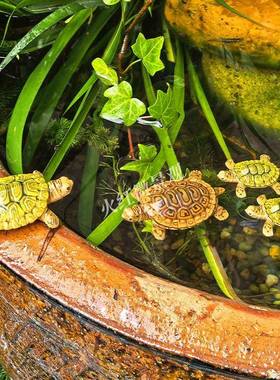 可漂浮迷你仿真小乌龟摆件庭院鱼池假山盆景鱼缸造景装饰悬浮海龟