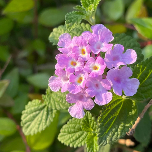 马樱丹盆栽浪漫紫色瀑布超长花期好养易活庭院阳台公园五色梅花卉 - 图0