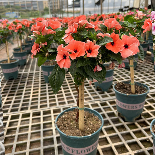 长春花棒棒糖阳台花卉日日春庭院花卉四时花盆栽花苞箐禾花场直发 - 图1