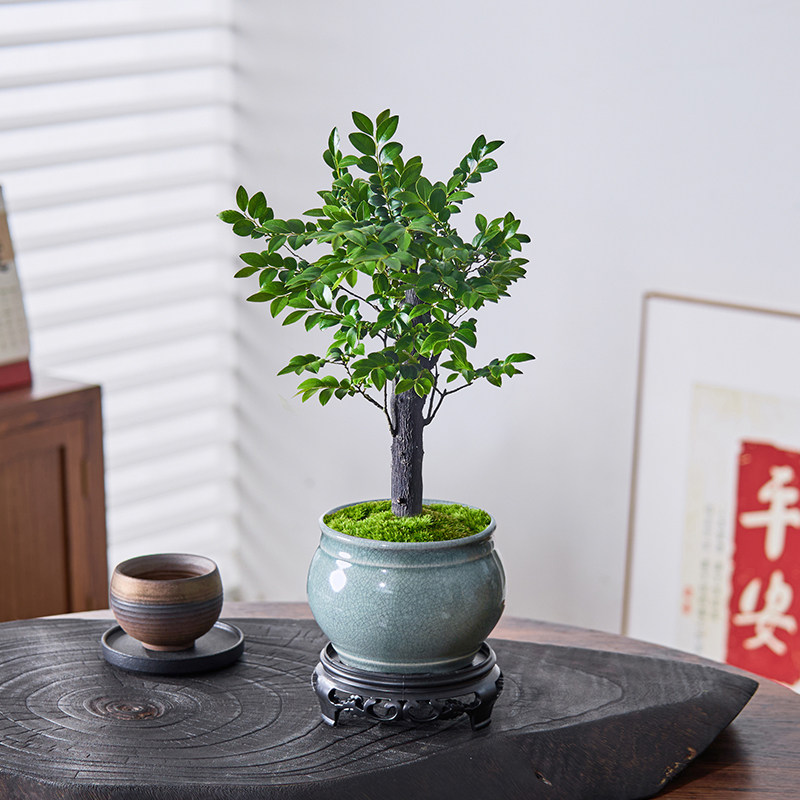 小叶紫檀盆景绿植树苗盆栽办公室内客厅桌面老桩植物四季好养花卉,淘宝优惠券,粉丝福利购,淘宝优惠卷