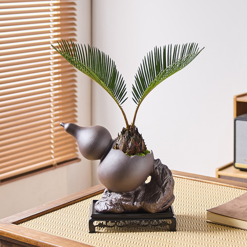 铁树盆栽植物室内好养花卉茶桌禅意绿植桌面迷你创意苏铁中式盆景,淘宝优惠券,粉丝福利购,淘宝优惠卷