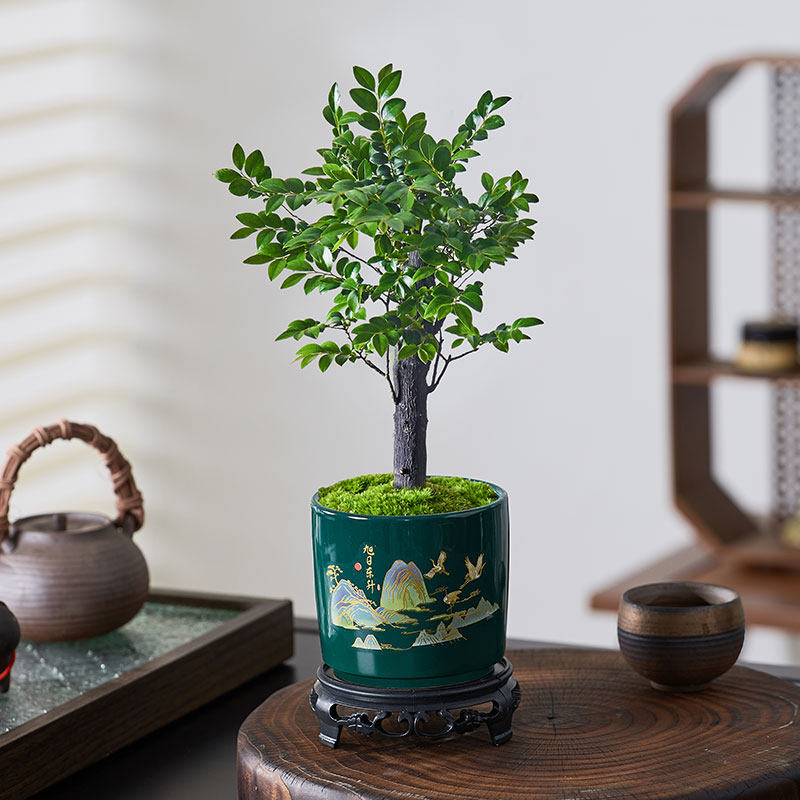 小叶紫檀盆景绿植树苗盆栽办公室内客厅桌面老桩植物四季好养花卉,淘宝优惠券,粉丝福利购,淘宝优惠卷