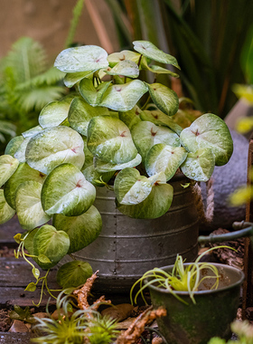 掬涵仿真绿植竹芋叶壁挂墙叶子饰热带背景墙艺造景