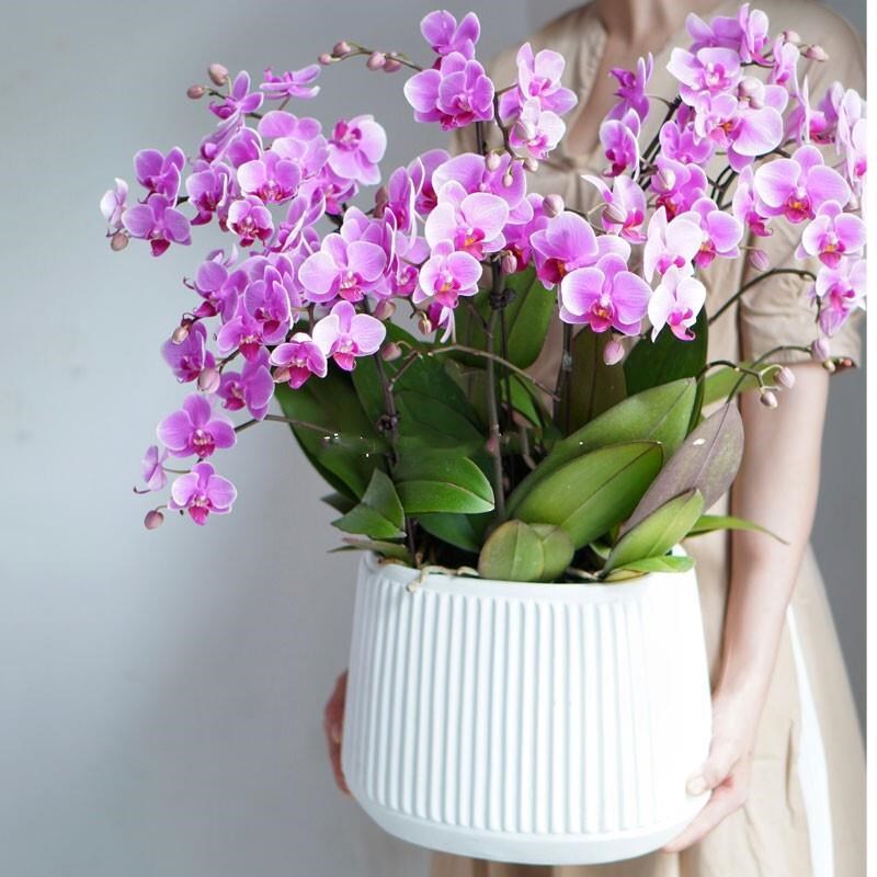 蝴蝶兰花苗带花剑盆栽带花苞四季好养客厅室内鲜花室内花卉绿植物 - 图2