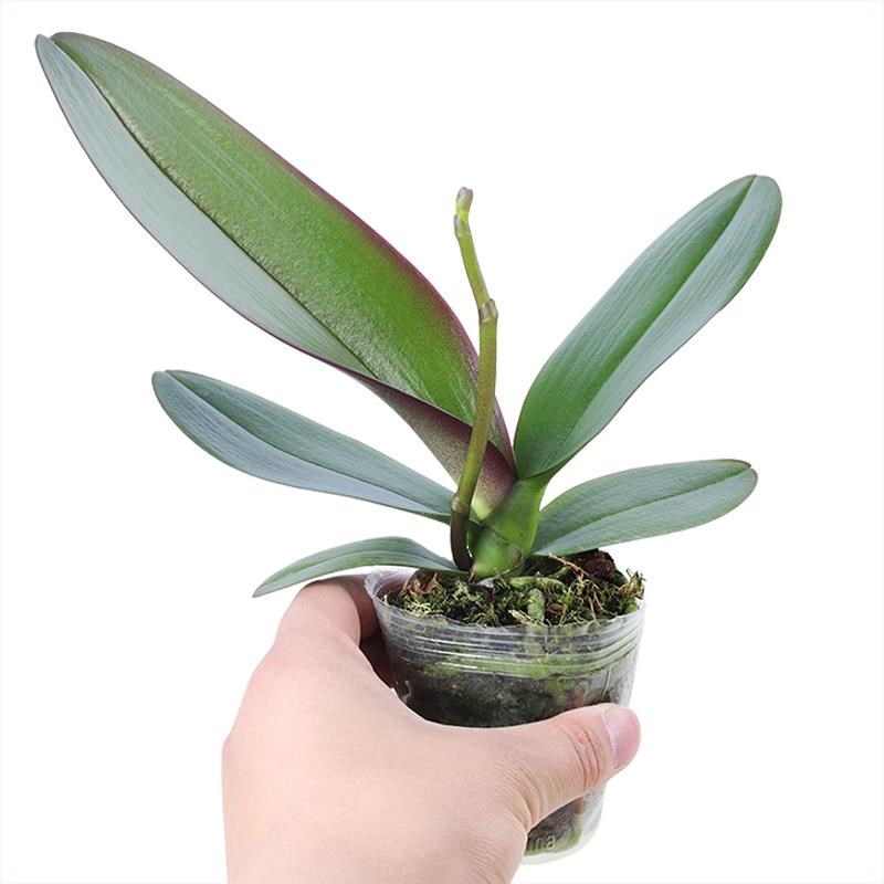 蝴蝶兰花苗带花剑盆栽带花苞四季好养客厅室内鲜花室内花卉绿植物 - 图3