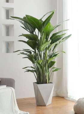 天堂鸟盆栽大植物办公室客厅净化空气绿植室内北欧大型绿植鹤望兰