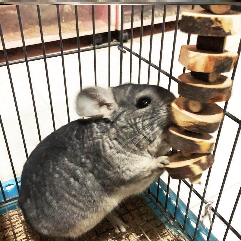 荷兰猪仓鼠磨牙棒兔子用品枝零食小木树枝兔兔磨牙石玩具龙猫厂家,淘宝优惠券,粉丝福利购,淘宝优惠卷