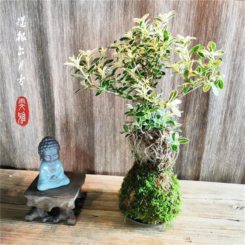 文竹六月雪福建茶菖蒲小叶紫檀米竹袖珍椰子蕨香松盆栽绿植苔藓球 - 图2