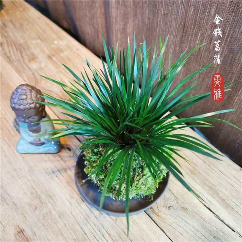 文竹六月雪福建茶菖蒲小叶紫檀米竹袖珍椰子蕨香松盆栽绿植苔藓球 - 图0
