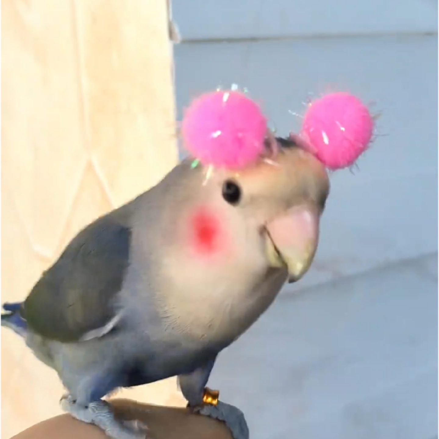 鹦鹉头戴迷你球虎皮玄凤牡丹彩球小太阳鸟玩具装饰拍照道解闷玩具,淘宝优惠券,粉丝福利购,淘宝优惠卷