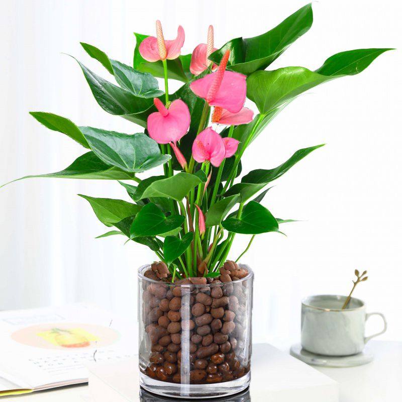 新绿植 粉掌苗带花 室内盆栽植物 水培红掌绿萝 土培发财树,淘宝优惠券,粉丝福利购,淘宝优惠卷
