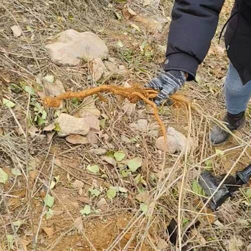 地骨皮夹子野枸杞根加厚起根器拔树苗茄子根辣椒根通用12斤特厚 - 图3