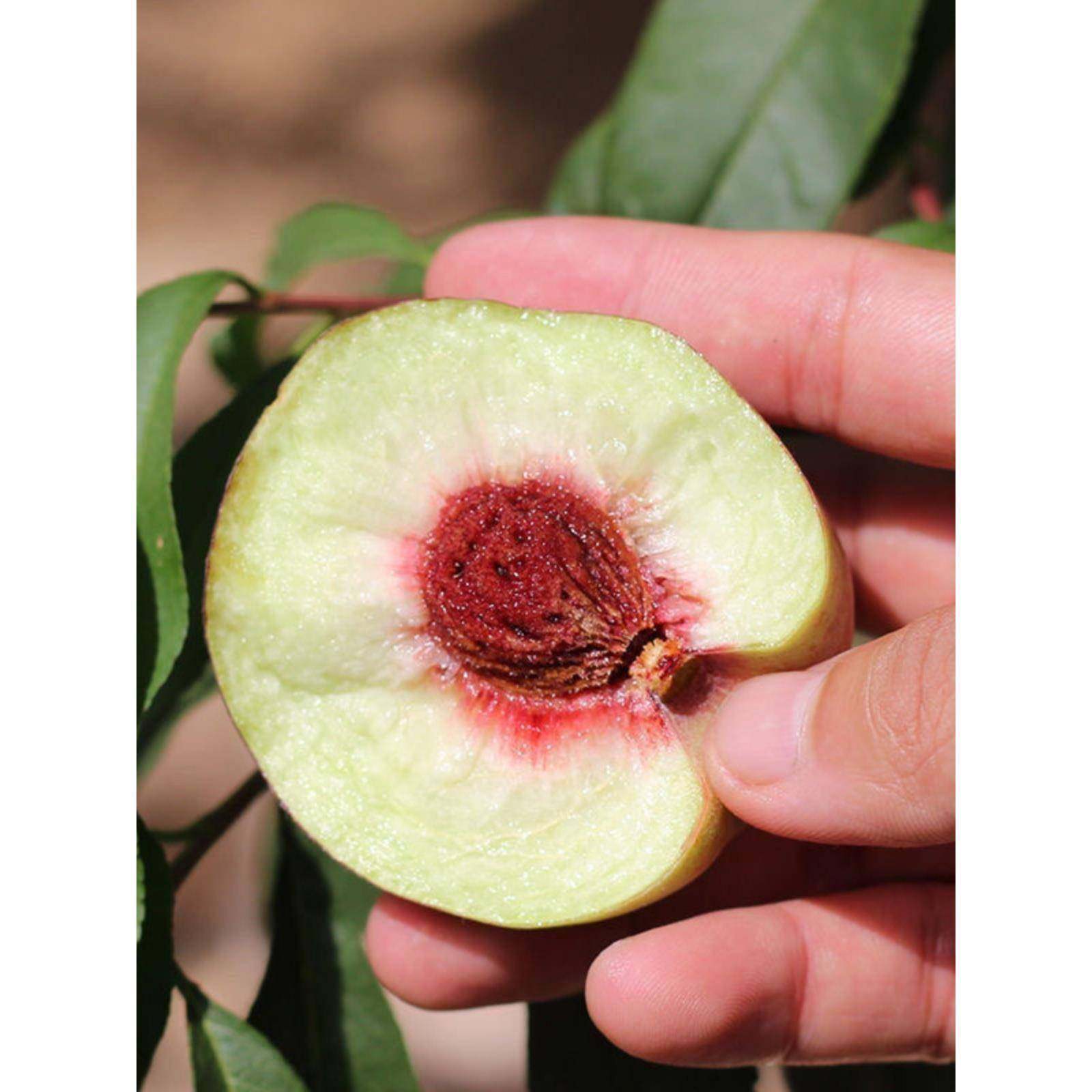 青州蜜桃硬脆桃子甜毛桃新鲜水果脆桃蜜桃毛桃现摘硬脆甜应季水果,淘宝优惠券,粉丝福利购,淘宝优惠卷