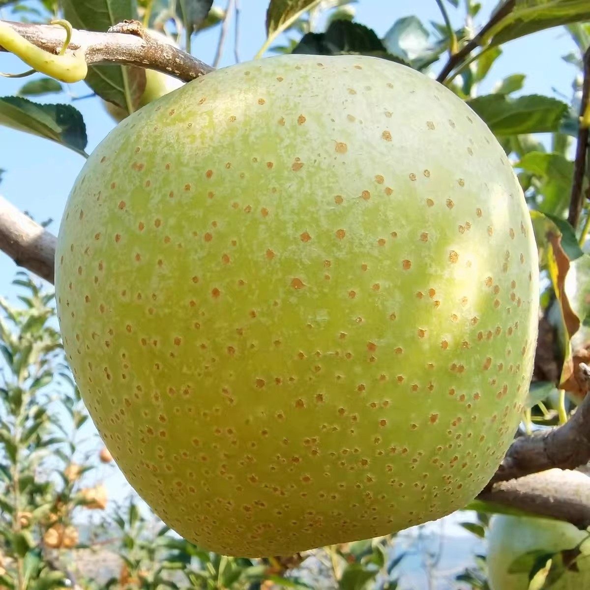 现摘当季野生大沙河青苹果非金帅孕妇酸甜脆新鲜丑水果萍整箱10斤,淘宝优惠券,粉丝福利购,淘宝优惠卷