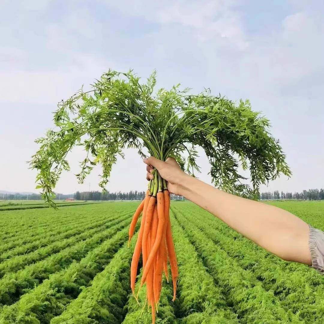 帝王系水果胡萝卜新鲜手指小胡萝卜即食生吃吮指拇指萝卜应季蔬菜,淘宝优惠券,粉丝福利购,淘宝优惠卷