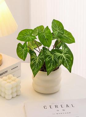 桌面仿真绿植室内办公桌工位植物盆栽造景装饰摆件绿萝家居装饰品