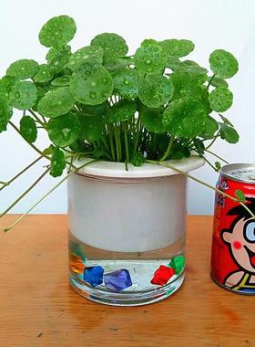 摆件金钱草室内盆栽花卉办公室水生水草客厅水养铜钱草泥招财进宝