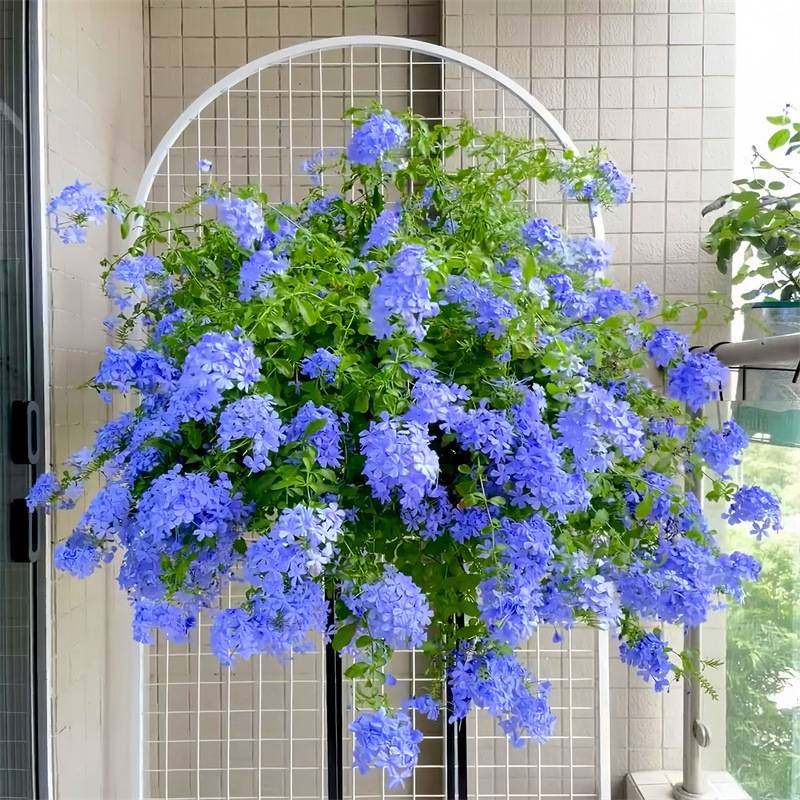 蓝雪花苗盆栽阳台观花耐热好养植物花园庭院爬藤攀援花藤本白雪花,淘宝优惠券,粉丝福利购,淘宝优惠卷