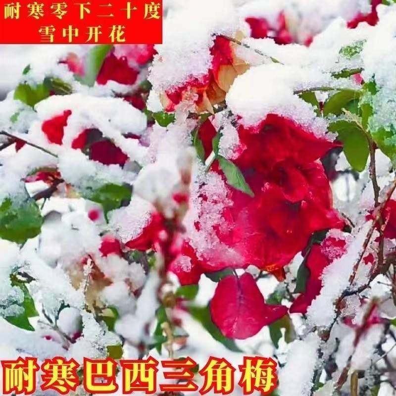 【耐寒】三角梅特价四季开花耐热室外庭院多色花卉绿植爬藤  植物,淘宝优惠券,粉丝福利购,淘宝优惠卷