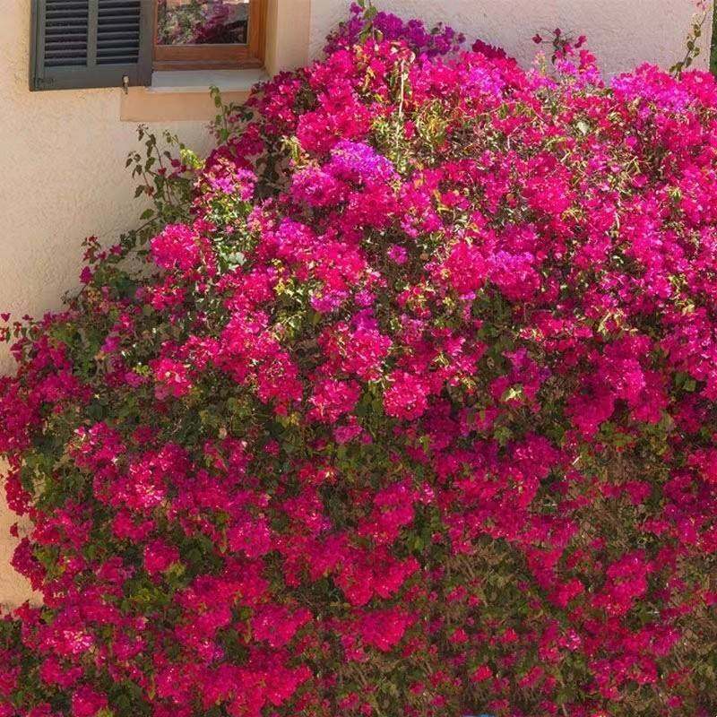 【耐寒】三角梅特价四季开花耐热室外庭院多色花卉绿植爬藤植物,淘宝优惠券,粉丝福利购,淘宝优惠卷