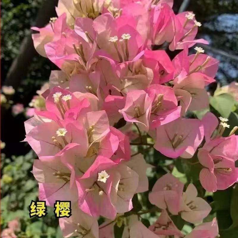 【耐寒】三角梅特价四季开花耐热室外庭院多色花卉绿植爬藤  植物,淘宝优惠券,粉丝福利购,淘宝优惠卷