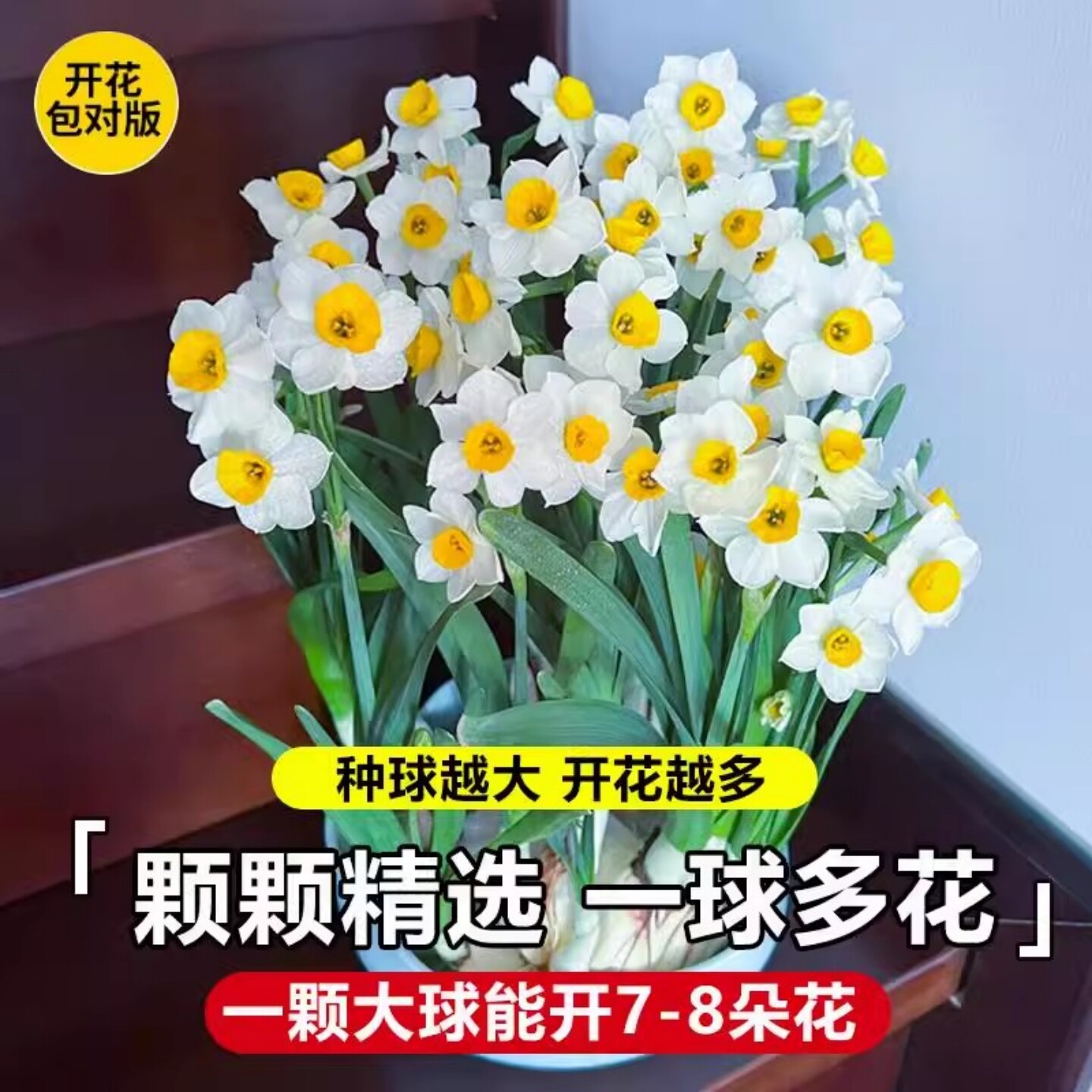 水仙花种球耐寒花卉水培植物阳台室内外好养活漳州水仙花盆栽水养,淘宝优惠券,粉丝福利购,淘宝优惠卷