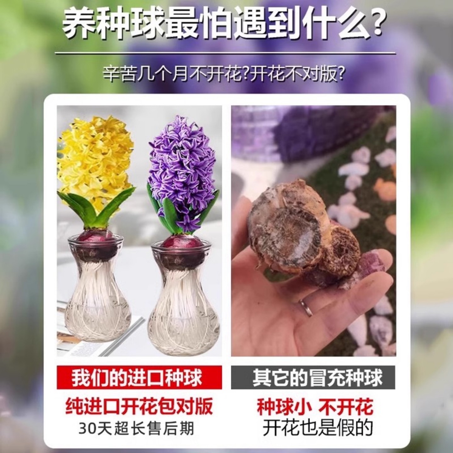 进口风信子种球水培花卉植物室内外耐寒好养懒人土培阳台桌面盆栽,淘宝优惠券,粉丝福利购,淘宝优惠卷