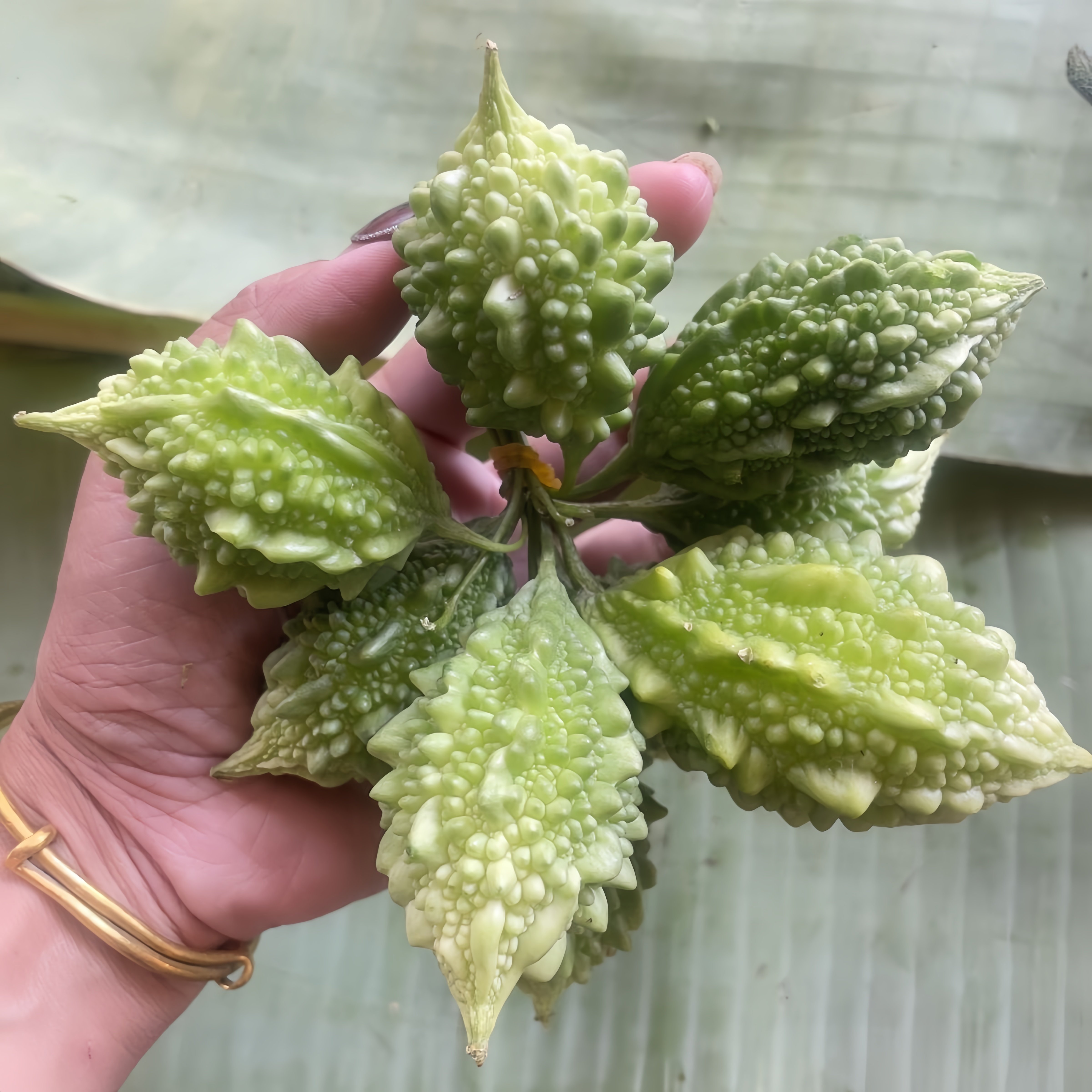 泰国小苦瓜秧苗带土绿色水果蔬菜四季白金癞瓜高产苹果苦瓜种子苗,淘宝优惠券,粉丝福利购,淘宝优惠卷