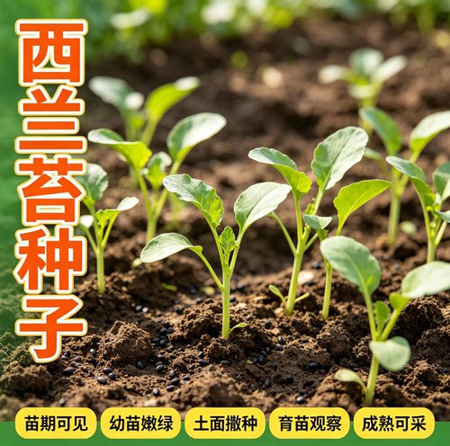 【今年新种】美味西兰苔种子营养西兰花菜种子抽苔花菜苔 - 图1