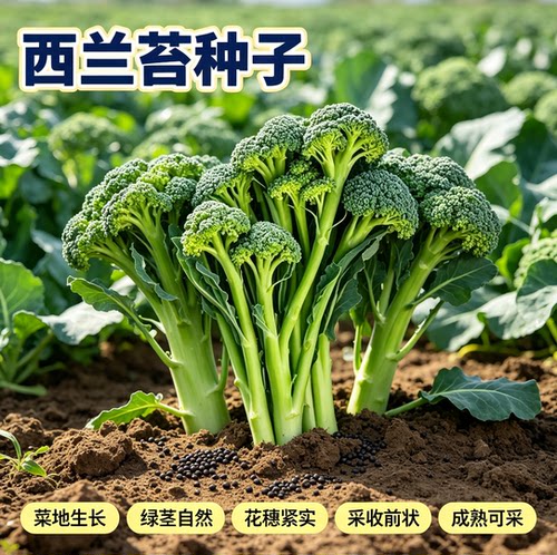 【今年新种】美味西兰苔种子营养西兰花菜种子抽苔花菜苔 - 图3