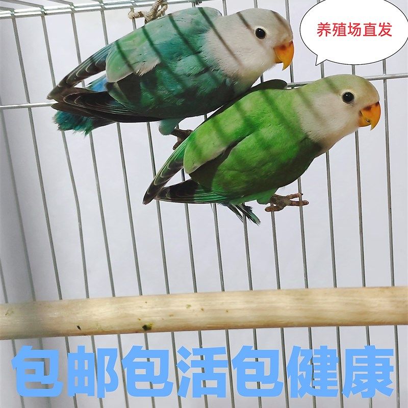 桃脸牡丹鹦鹉活鸟黄桃绿桃合法特色牡丹鹦鹉亲人说话鸟宠物鸟包活,淘宝优惠券,粉丝福利购,淘宝优惠卷