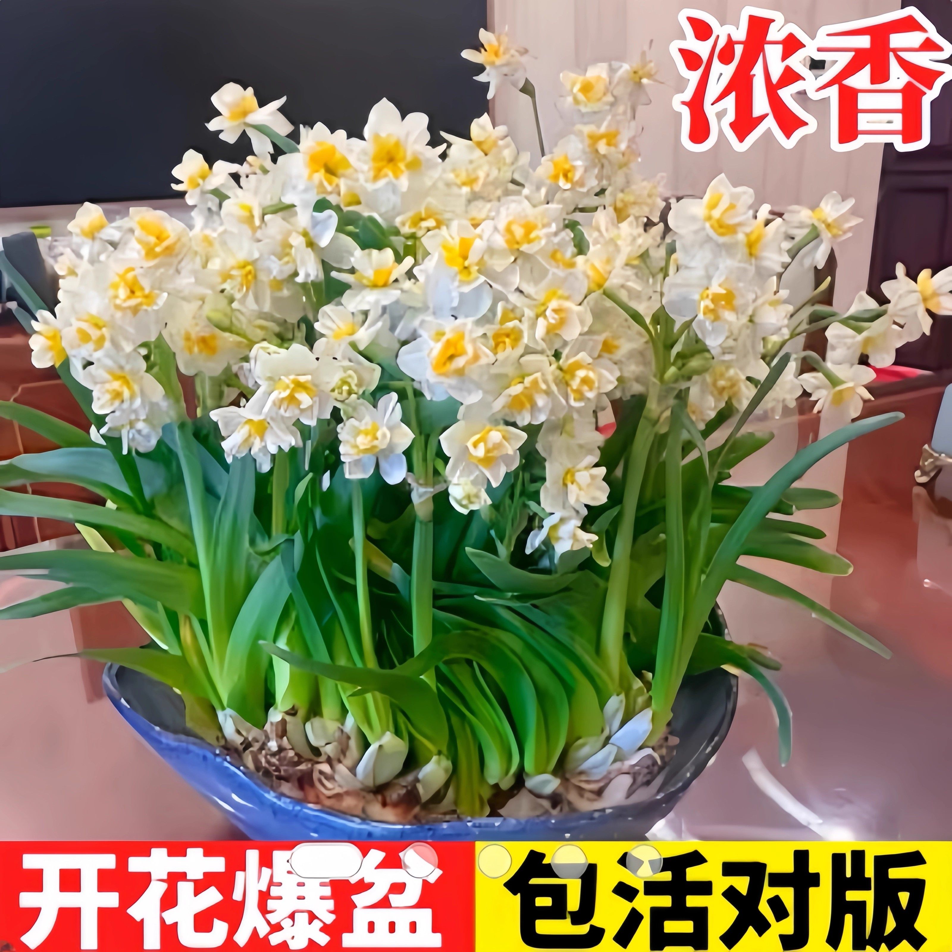 水仙花种球漳州重瓣水养盆栽冬季开花卉植物室内种子绿植水培好养,淘宝优惠券,粉丝福利购,淘宝优惠卷