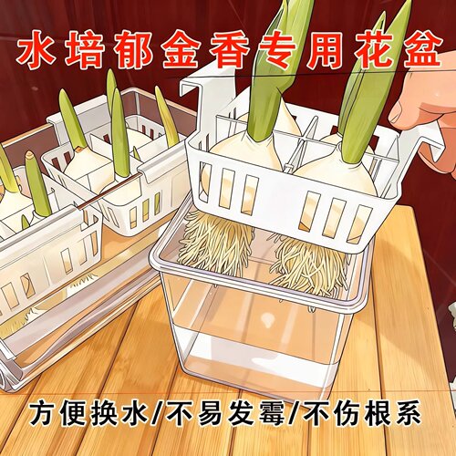 进口郁金香种球5度球自然球耐寒庭院地栽阳台盆栽可水培土培植物 - 图2