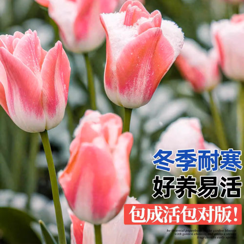 进口郁金香种球五5度球地栽100个批发种子混色水培植物室内花盆栽 - 图1