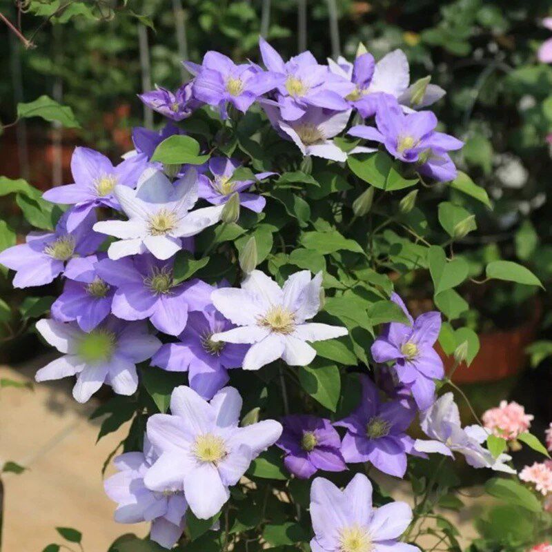 塞尚铁线莲盆栽紫色蓝色耐热爬藤植物小中大苗耐热藤本大花花卉,淘宝优惠券,粉丝福利购,淘宝优惠卷