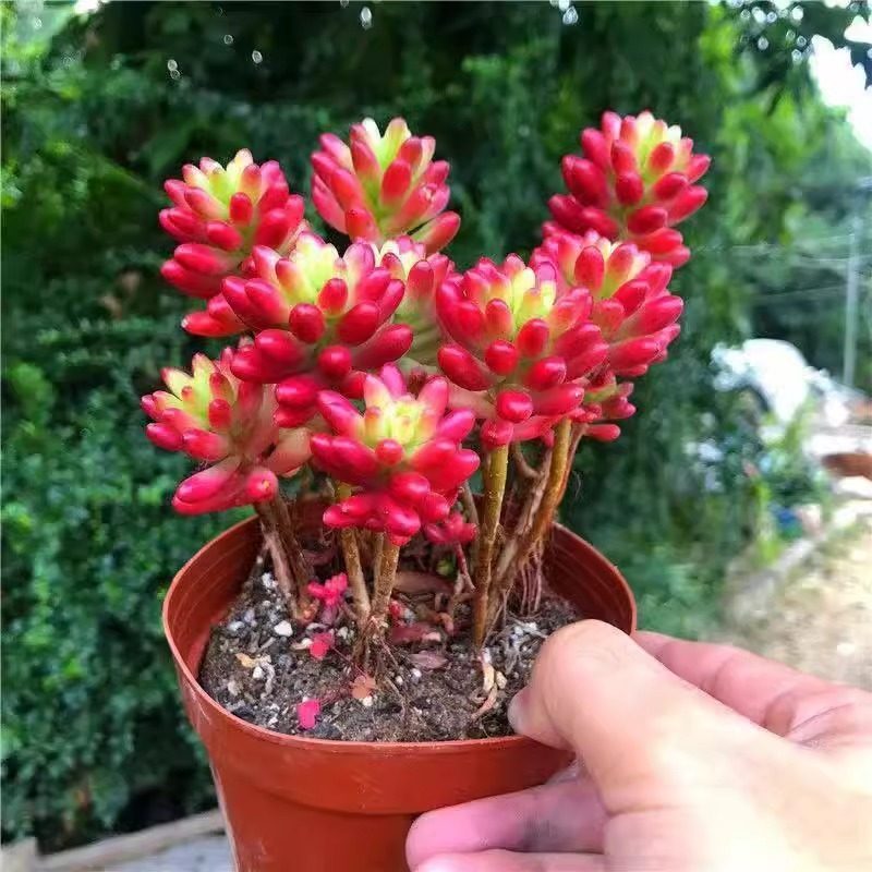 转运珠老桩多肉植物盆栽新手好养肉肉多头老桩组合室内花卉盆栽,淘宝优惠券,粉丝福利购,淘宝优惠卷