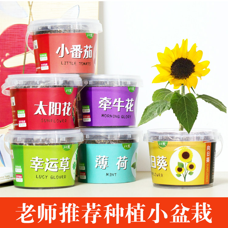 儿童种植小盆栽太阳花向日葵花种籽子幼儿园小学生植物生长观察盒,淘宝优惠券,粉丝福利购,淘宝优惠卷