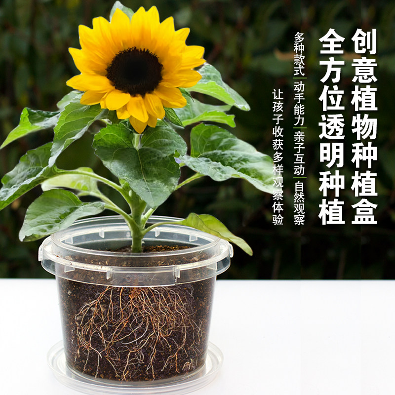 儿童种植小盆栽太阳花向日葵花种籽子幼儿园小学生植物生长观察盒,淘宝优惠券,粉丝福利购,淘宝优惠卷
