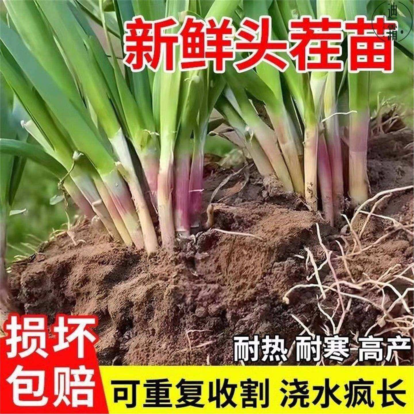 现挖韭菜根庭院阳台四季盆栽菜园紫根韭菜根易种植宽细叶香韭菜根,淘宝优惠券,粉丝福利购,淘宝优惠卷