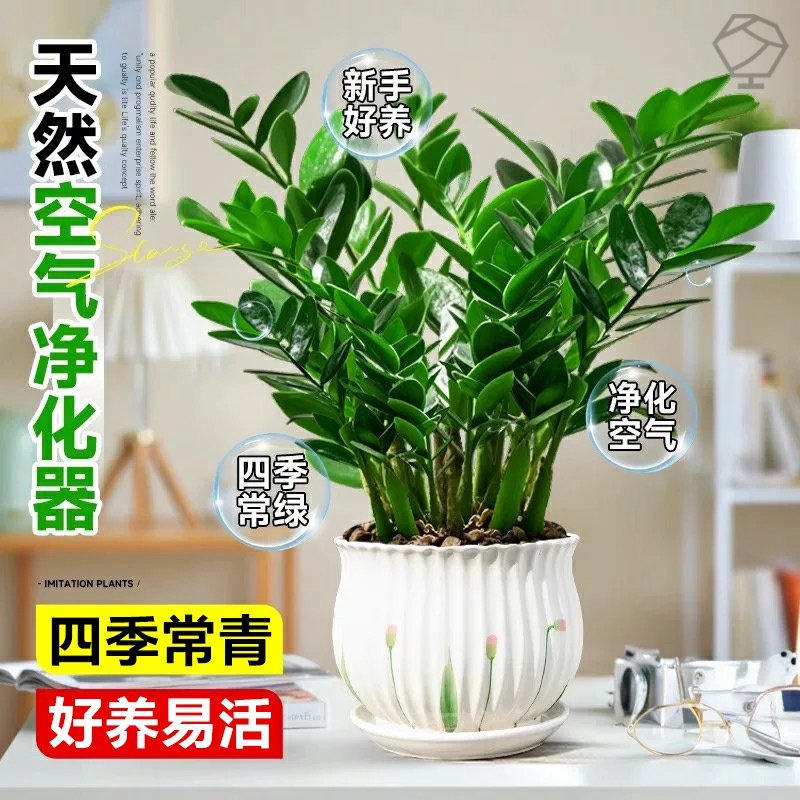 金钱树盆栽办公室内桌面盆景客厅大型招财树绿植摇钱串子好养植物,淘宝优惠券,粉丝福利购,淘宝优惠卷