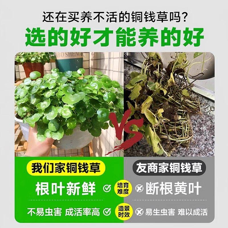 铜钱草水培植物大叶水培金钱草绿植鱼缸水草办公室桌面盆栽净化水,淘宝优惠券,粉丝福利购,淘宝优惠卷