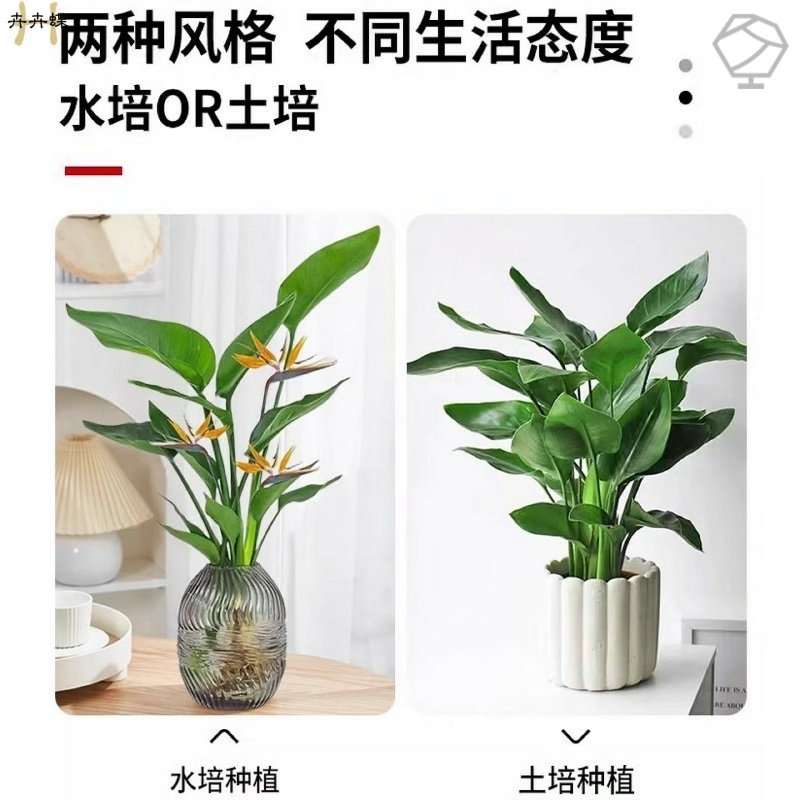 天堂鸟水培植物盆栽室内鹤望兰耐阴好养桌摆净化空气四季常青花卉,淘宝优惠券,粉丝福利购,淘宝优惠卷