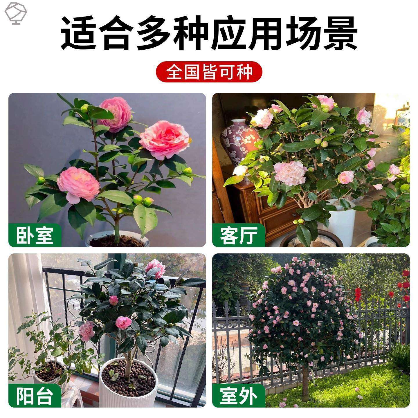 茶花树苗四季香妃开花卉盆栽易活山茶花带花苞特大号庭院耐寒耐冬,淘宝优惠券,粉丝福利购,淘宝优惠卷