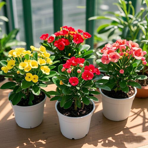 五彩虎刺梅粉色铁海棠盆栽室内水培花卉好养植物客厅耐热耐旱绿植 - 图0