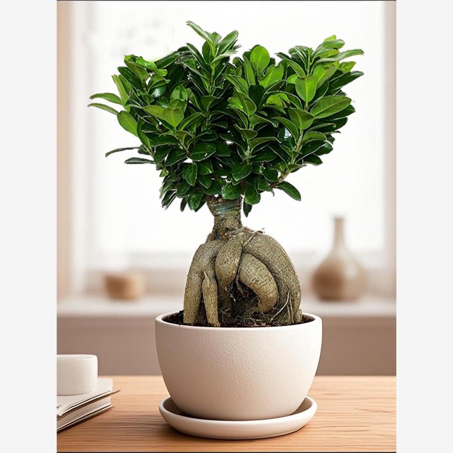 榕树盆栽室内阳台植物造型老桩绿植室外树苗人参榕小叶金钱榕盆景 - 图2