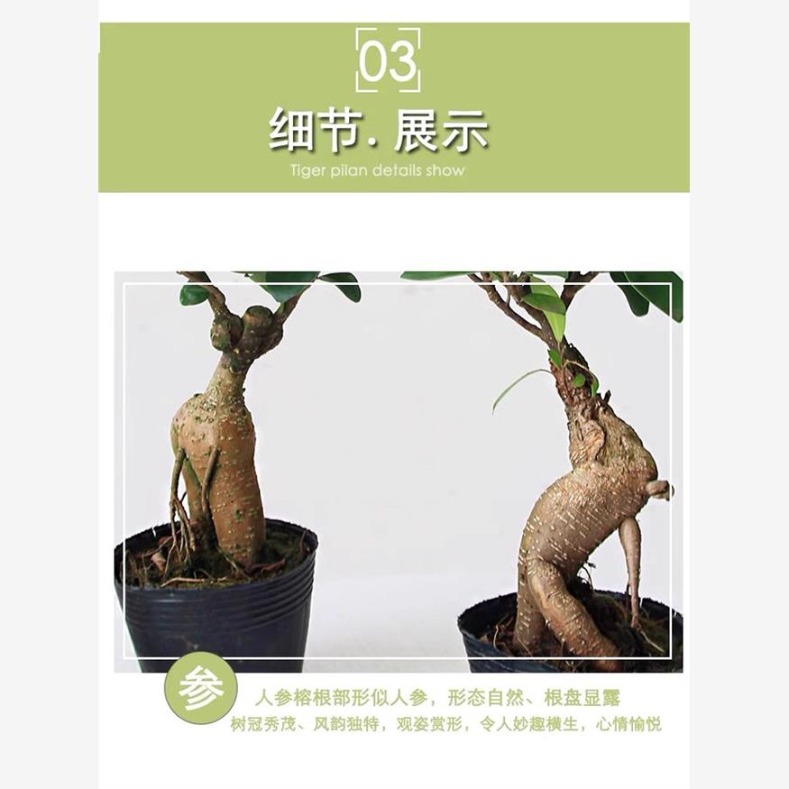 榕树盆栽室内阳台植物造型老桩绿植室外树苗人参榕小叶金钱榕盆景 - 图1